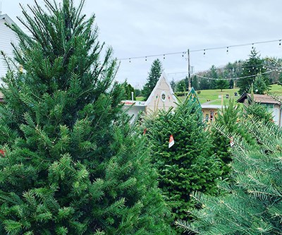 Christmas Tree Sales